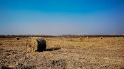 Casino Adrenaline Aip Soghluaiste